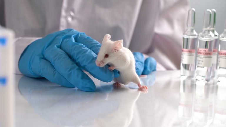 Chine: fin de l’expérimentation animale sur les produits cosmétiques en 2021?